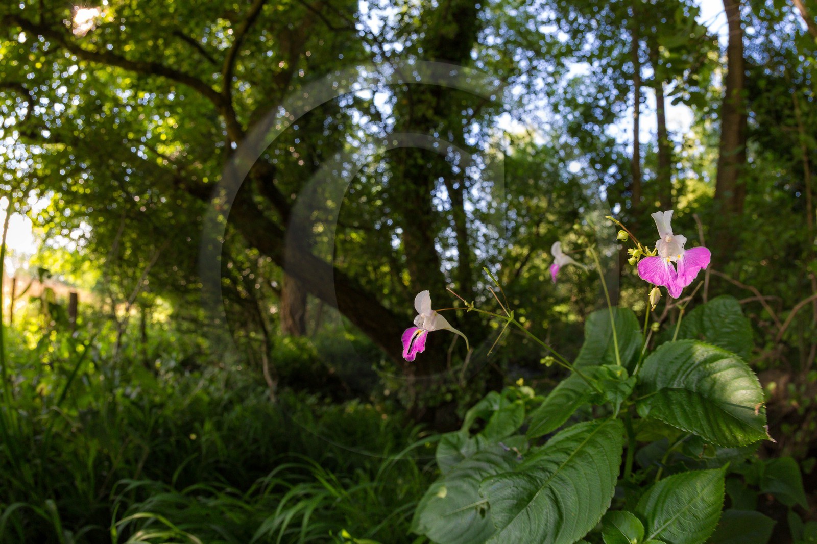 ENS de l'Isère, Zone humide de la Merlière