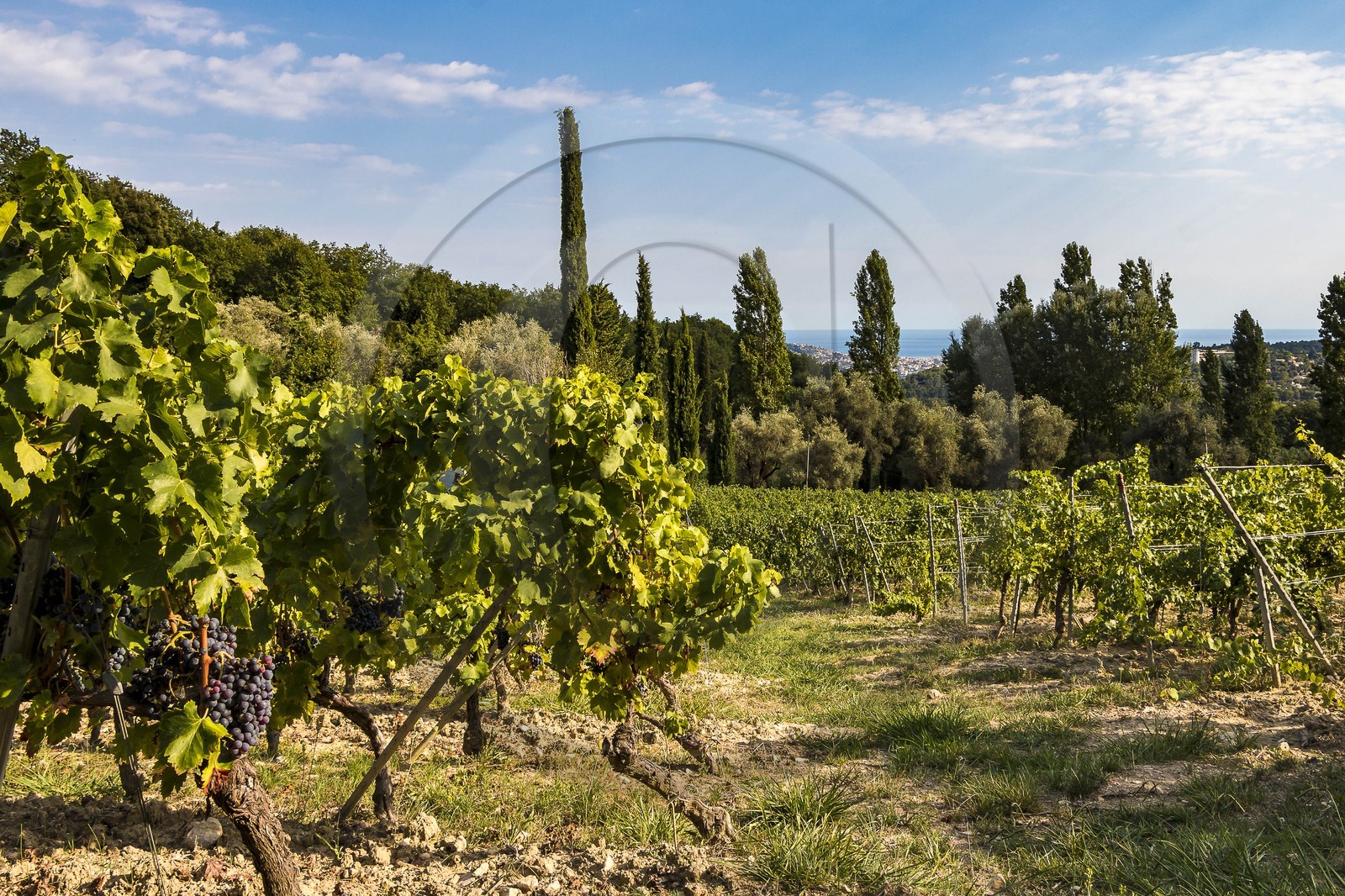 Vignoble de Saint-Jeannet, propriétaire récoltant Denis Rasse