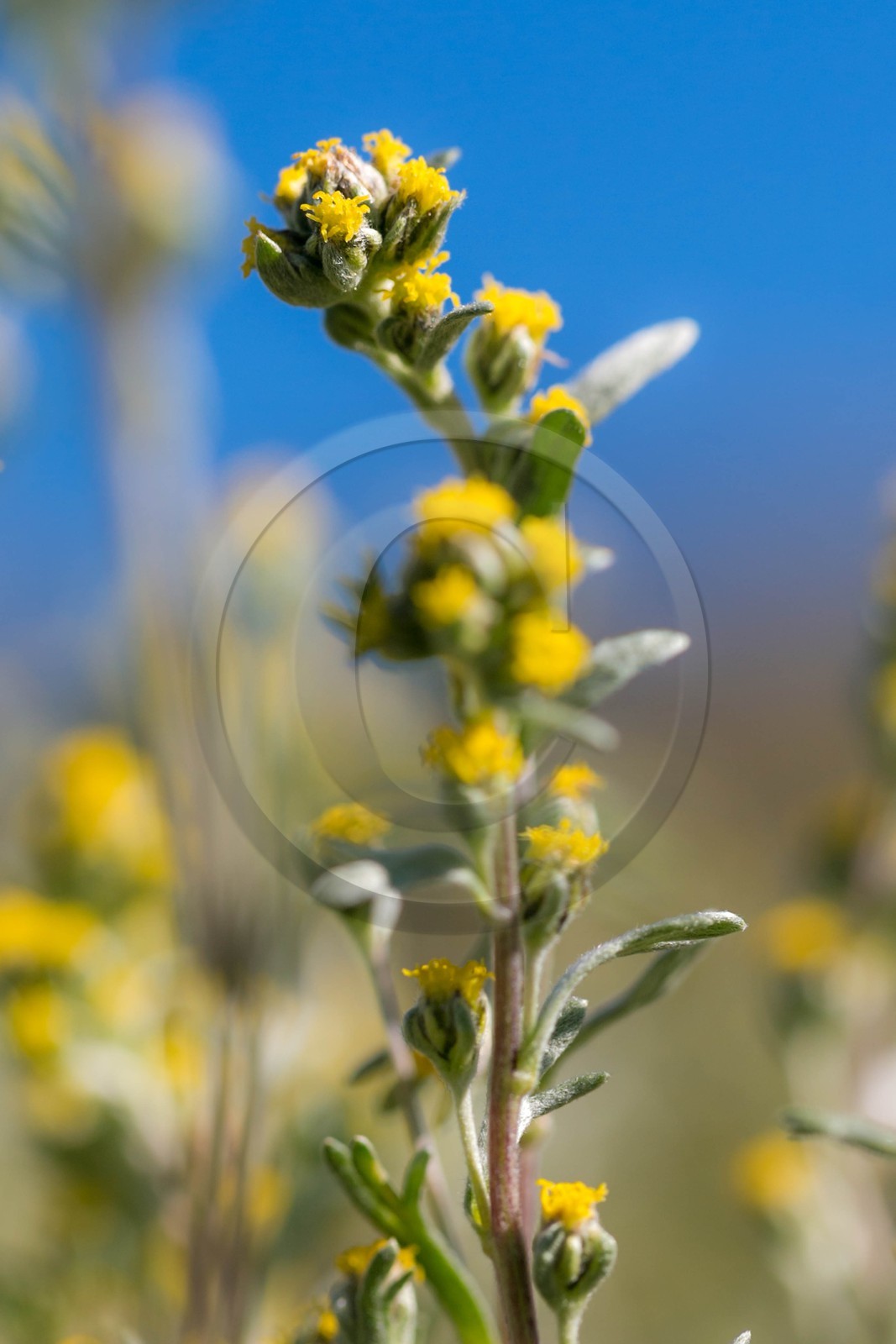 Orcières 1850, Bruno Gonnon agriculteur bio de génépi