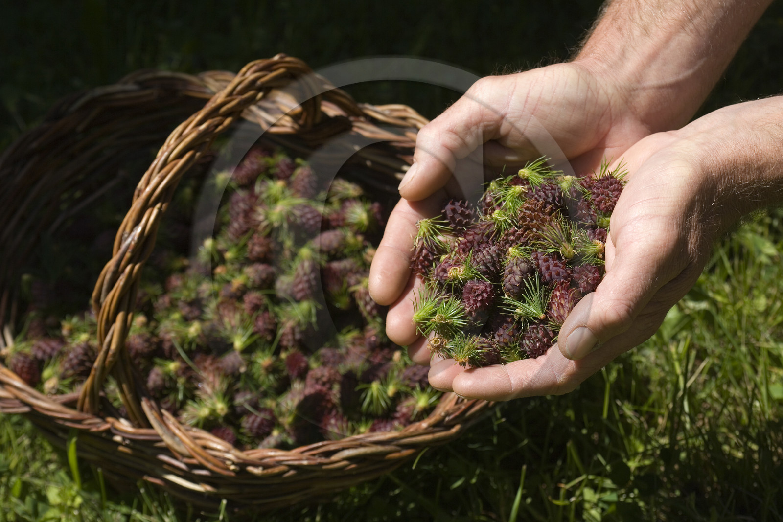 Cône femelle de mélèze (larix décidua)