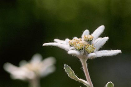 Edelweiss, Leontopodium alpinum