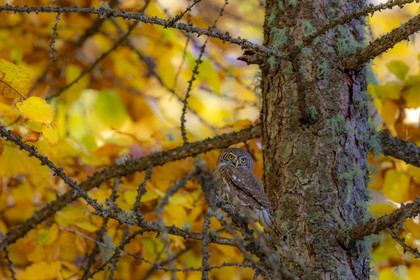 Chevêchette d'Europe, Glaucidium passerinum