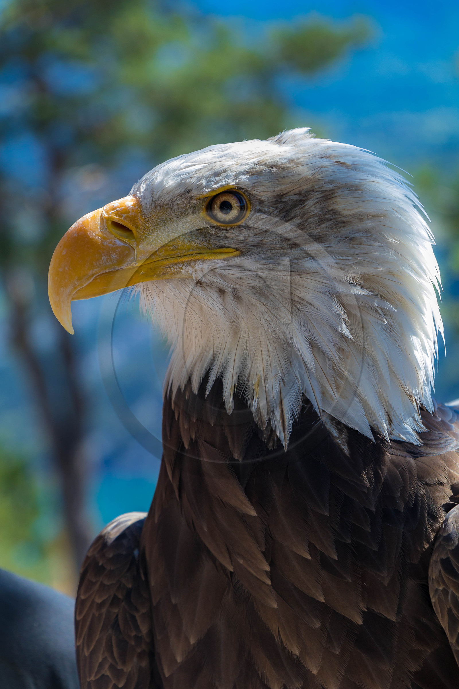 Parc animalier de Serre-Ponçon, Pygargue à tête blanche, Haliaeetus leucocephalus