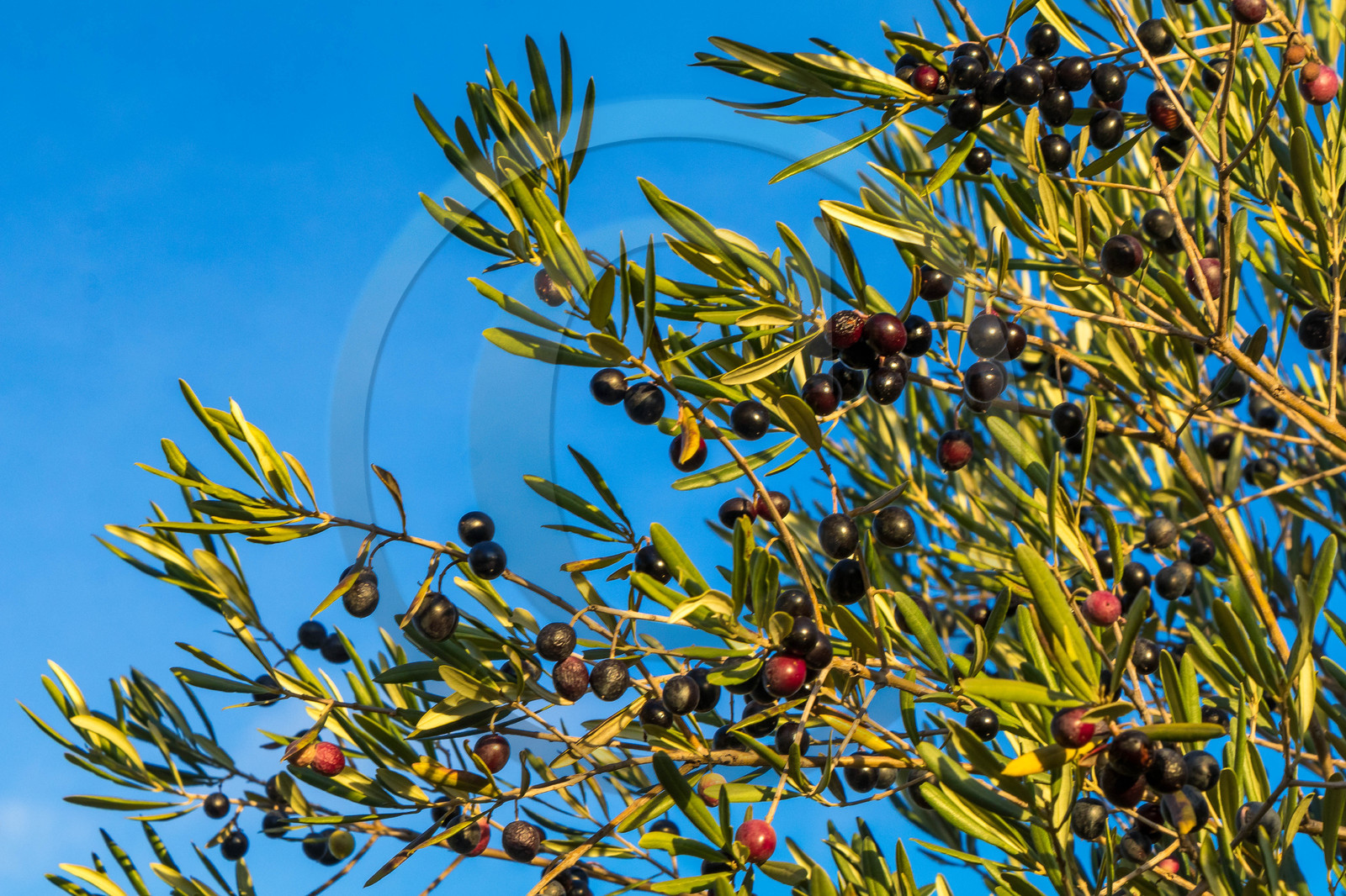 Oliveraie de la vallée des Baux de Provence