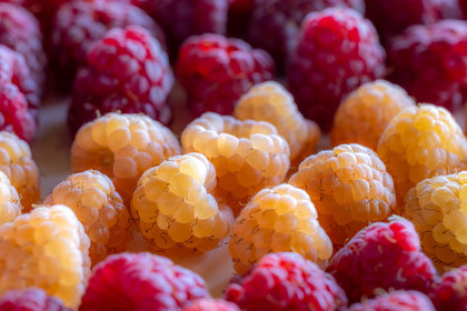 Ecrins de fruits, producteur de fruits rouges