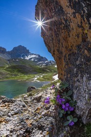 Lac de l'Orrenaye, Primevère marginée, Primula marginata