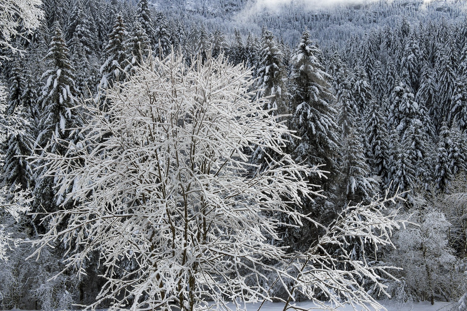 ENS de l'Isère, Les Ecouges