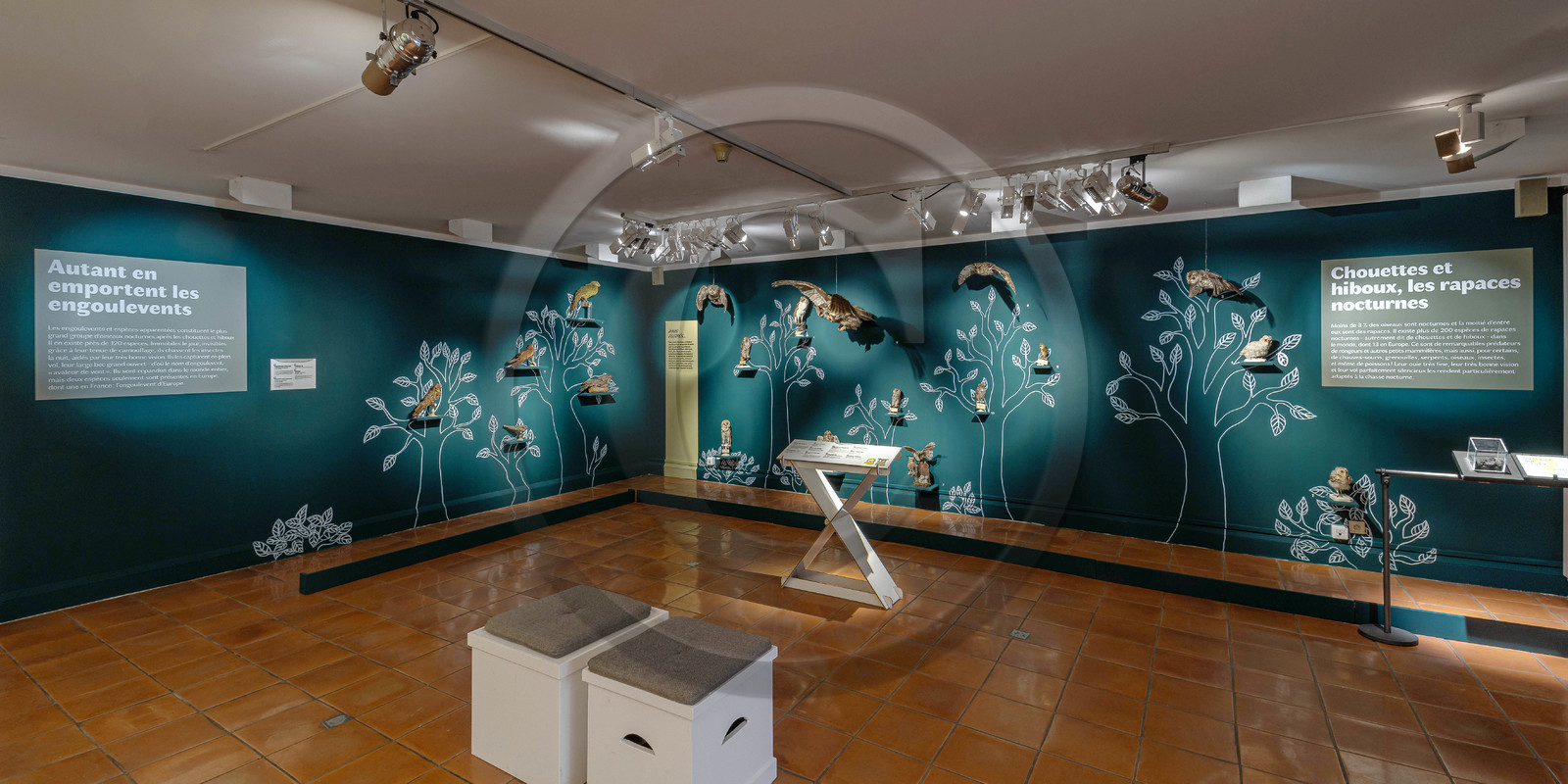 Musée Muséum départemental des Hautes-Alpes, Exposition Nuit