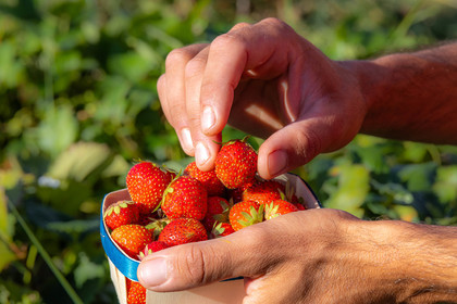 Ecrins de fruits, producteur de fruits rouges