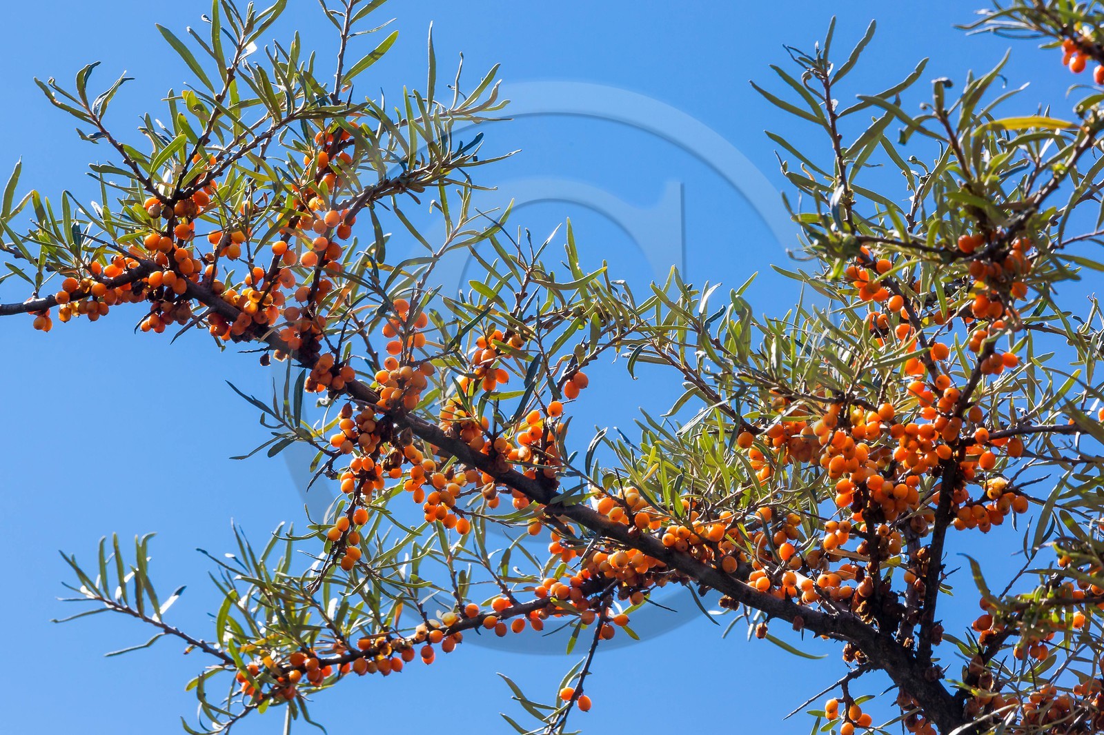 David Viveau agriculteur, producteur de baies d'argousier