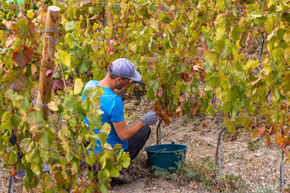 Domaine du Mont Guillaume