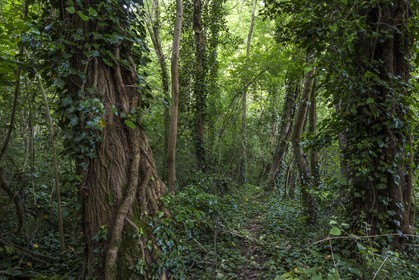 ENS de l'Isère, bois de la Bâtie