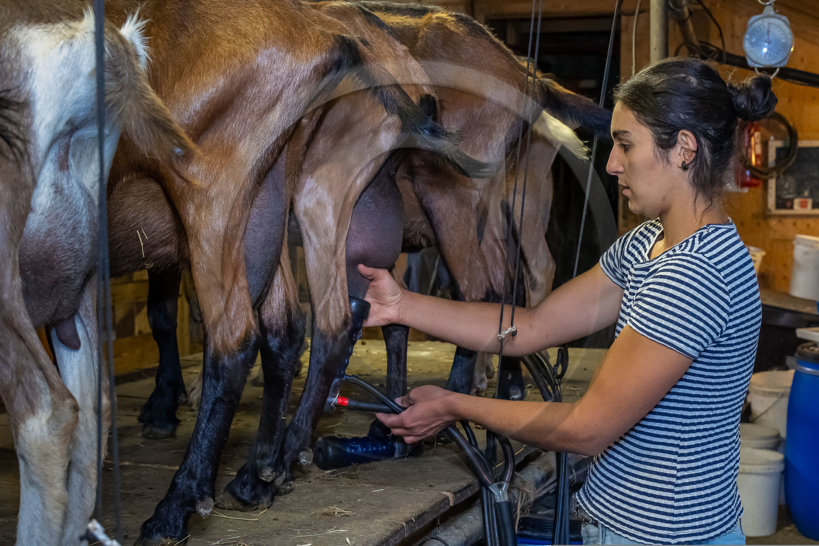 Ferme du Bayle, traite des chèvres