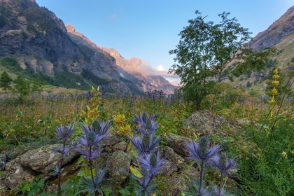 Chardon Bleu, Panicaut des Alpes, Eryngium alpinum