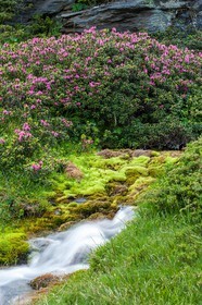 Rhododendrons