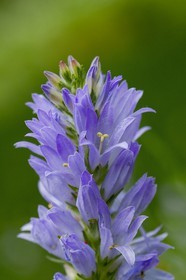 Gentiane asclépiade, Gentiana asclepiadea