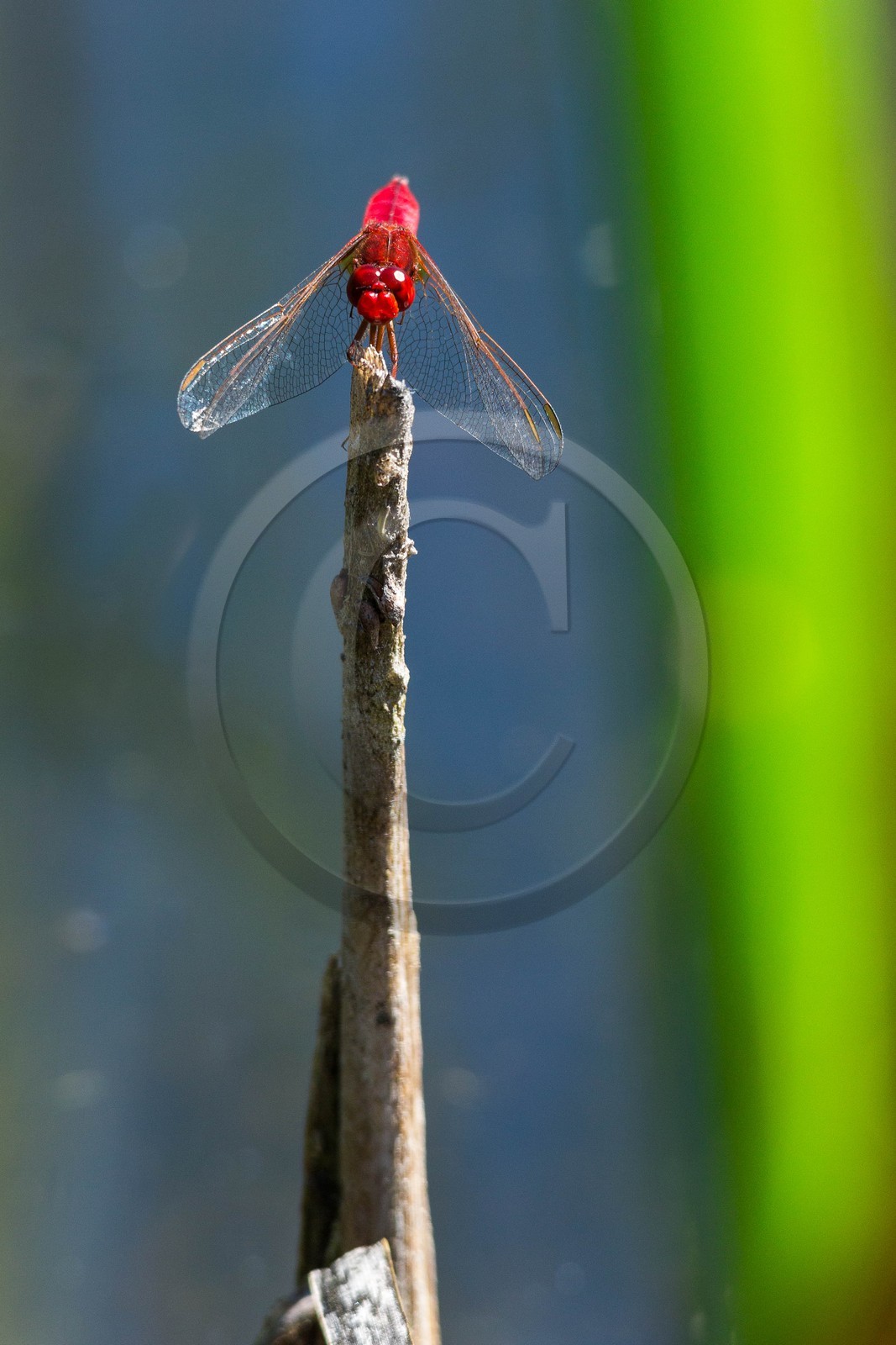 ENS de l'Isère, espace alluvial de la Rolande, Sympétrum sanguin (Sympetrum sanguineum)