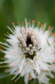 Asphodèle blanc, Asphodelus albus