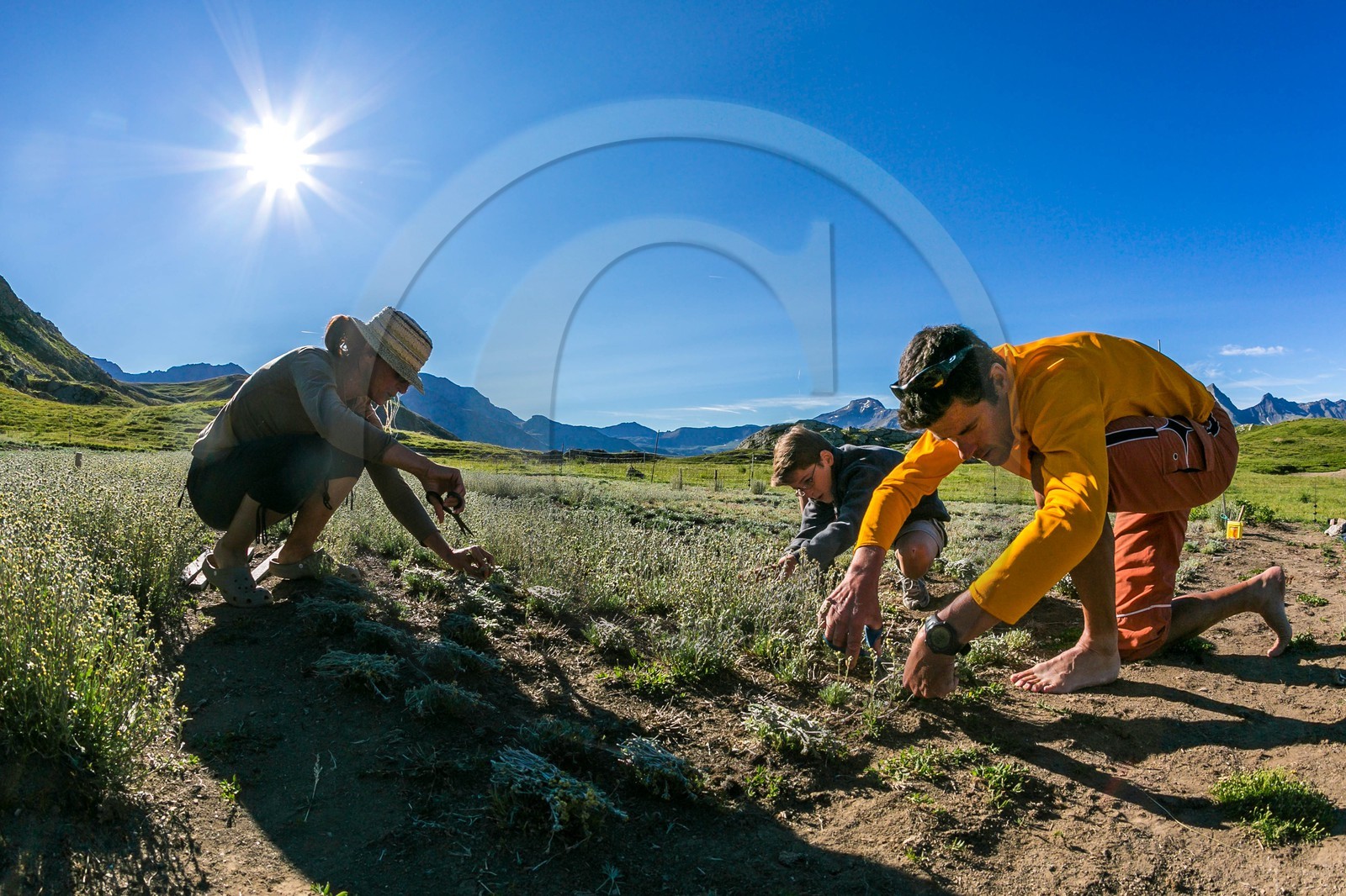 Orcières 1850, Bruno Gonnon agriculteur bio de génépi