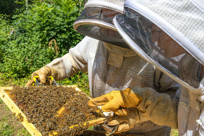 Margaux and Didier Pissard, beekeepers