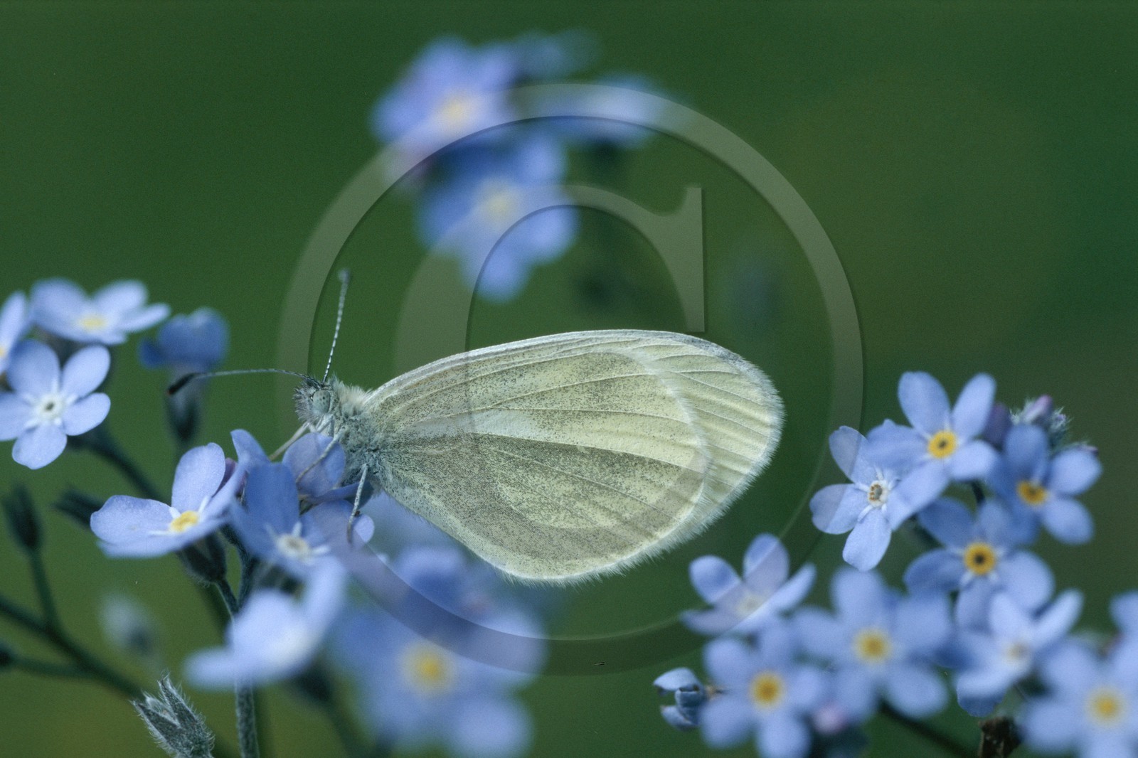 Papillon, Piéride du navet, Pieris napi