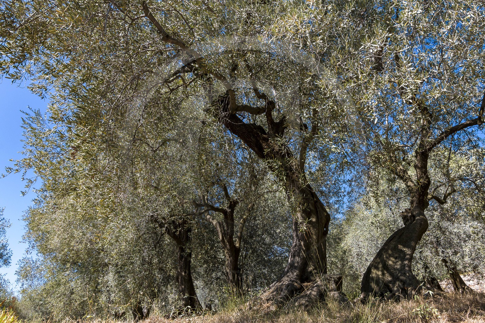 Spéracèdes, Campagne du Virat, Claude Martin, oléicultrice