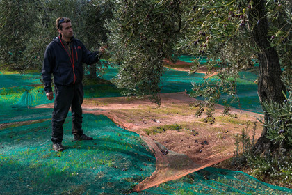 Le verger des Baux, Olivier Roman