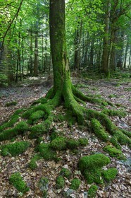ENS de l'Isère,Tourbières du Peuil