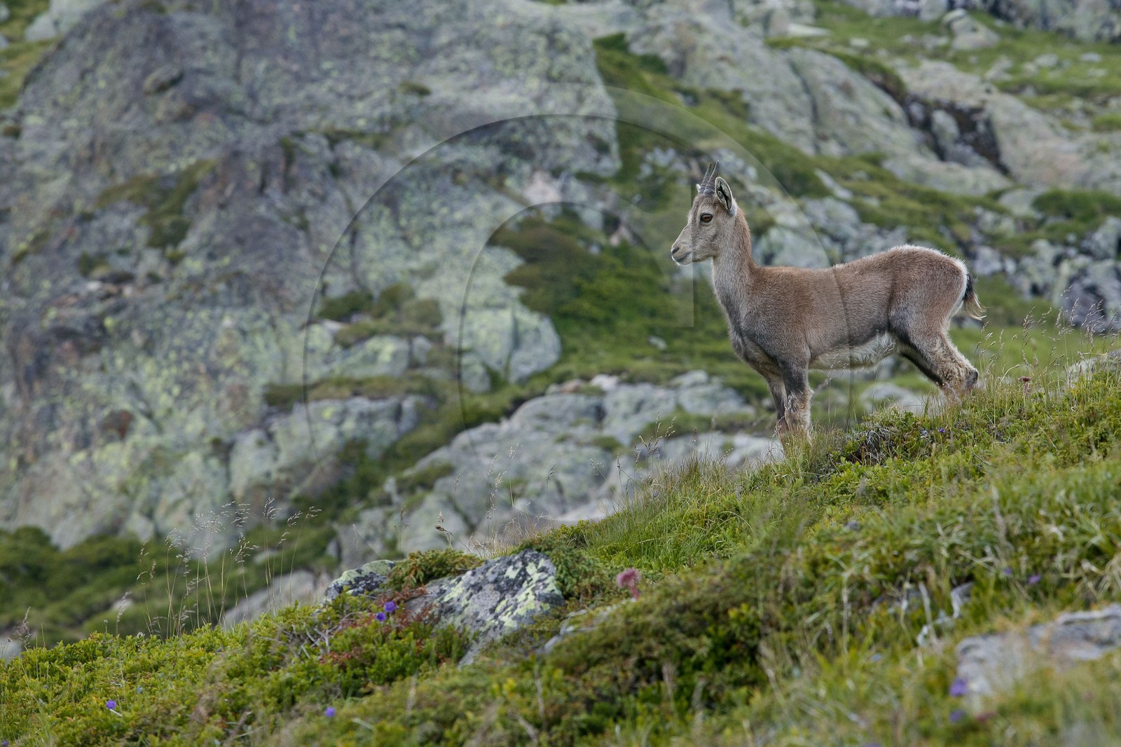 Bouquetin, ou bouquetin des Alpes (Capra ibex)