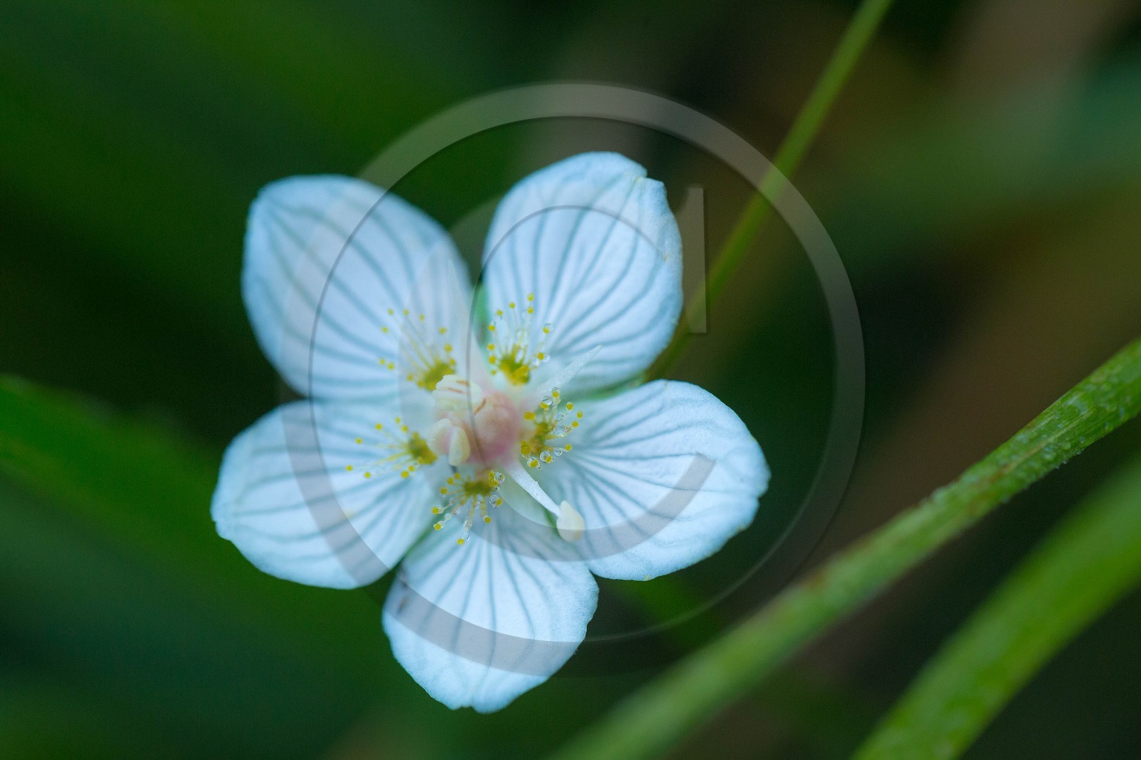 ENS de l'Isère,Tourbières du Peuil