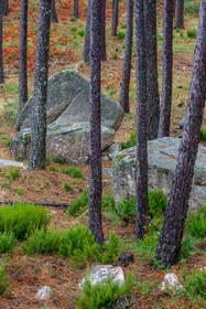 Forêt de l'Ospedale, Pins laricio de Corse