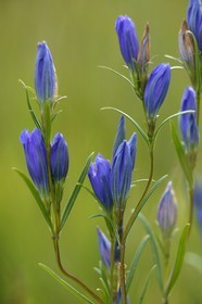Gentiane des marais, Gentiana pneumonanthe