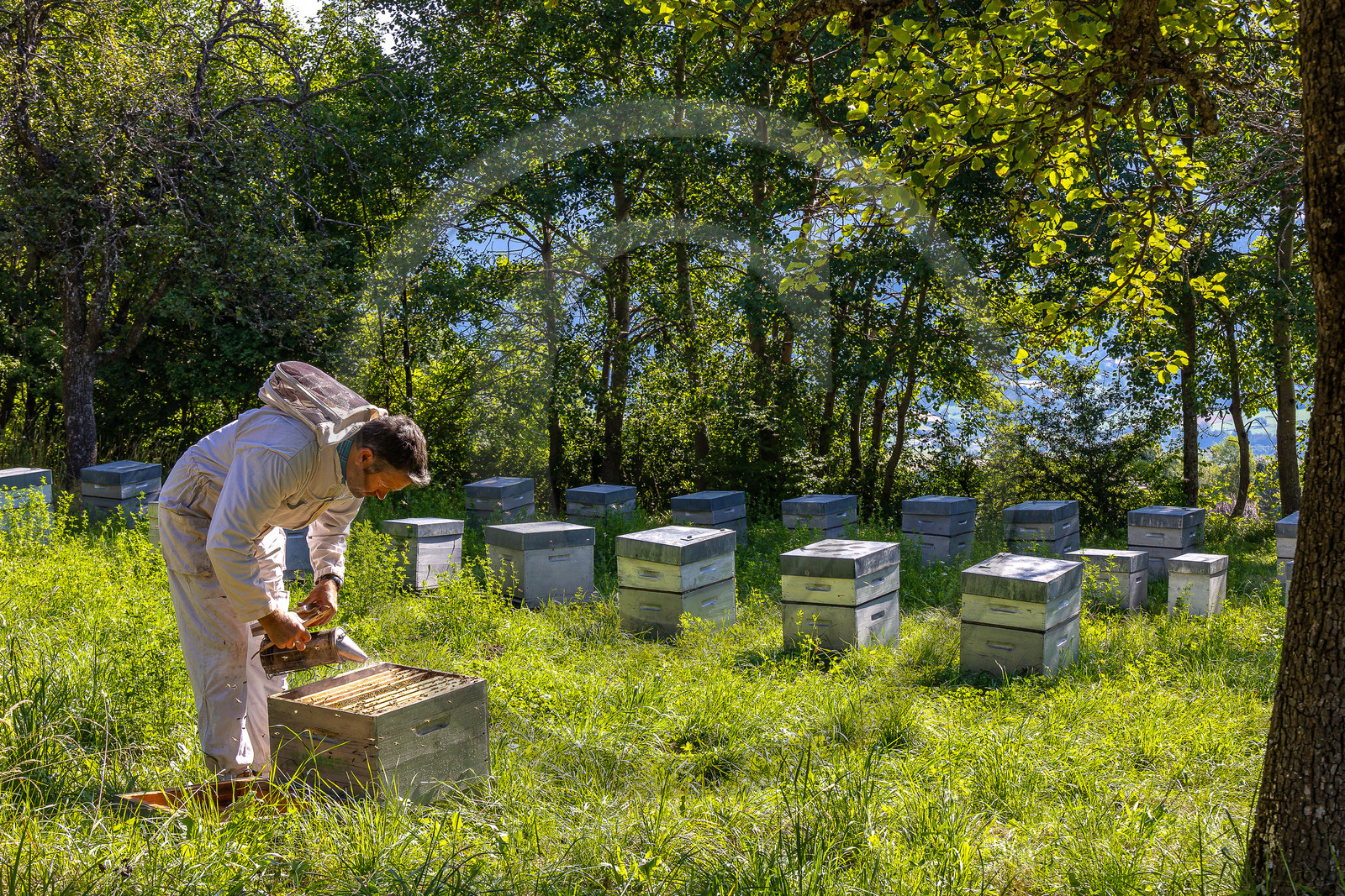 Jean-Jacques Daubert - Apiculteur