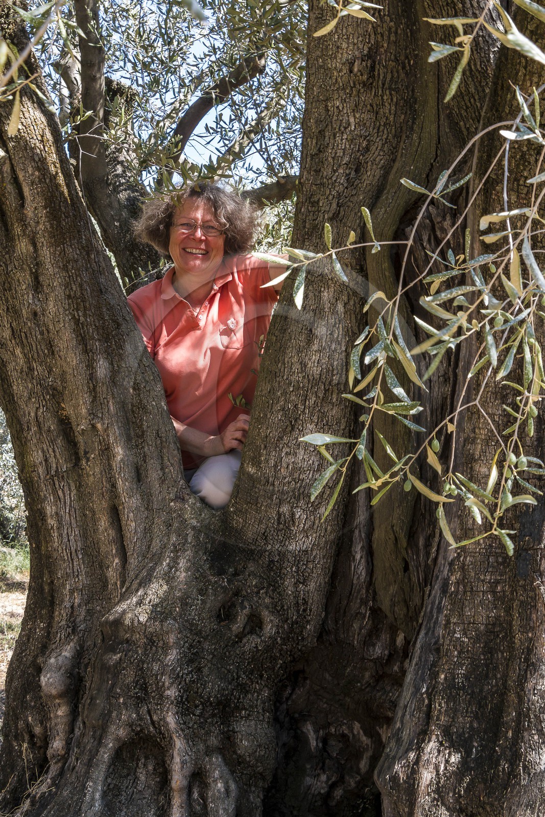Spéracèdes, Campagne du Virat, Claude Martin, oléicultrice