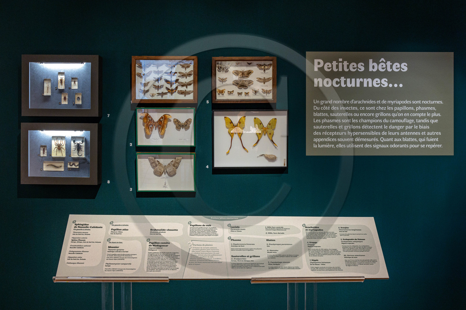 Musée Muséum départemental des Hautes-Alpes, Exposition Nuit