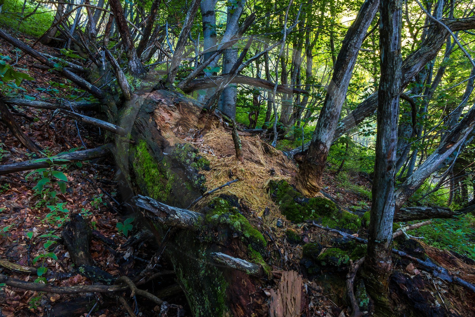Bois du Chapitre, forêt domaniale de Gap-Chaudun