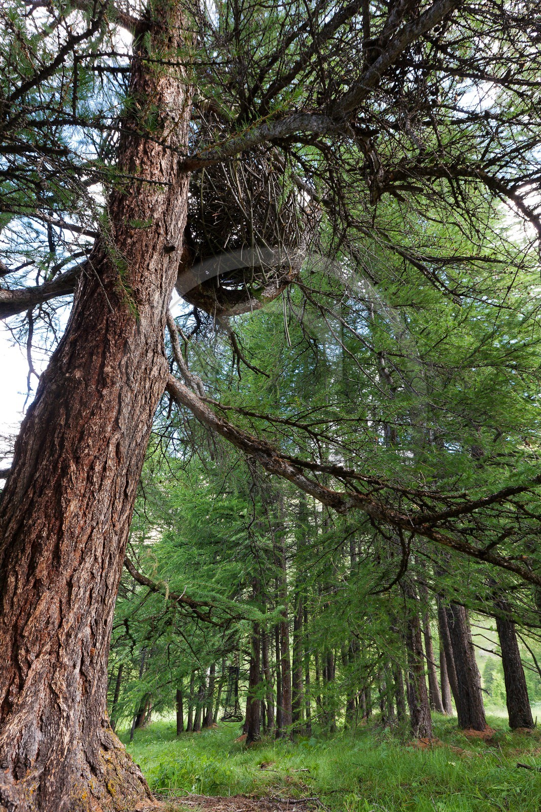 Patricia Meneses, SAN Val Varaita et Queyras