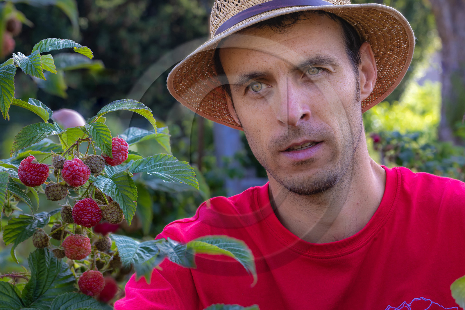 Ecrins de fruits, producteur de fruits rouges