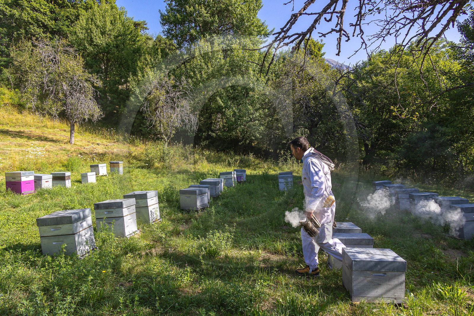 Jean-Jacques Daubert - Apiculteur