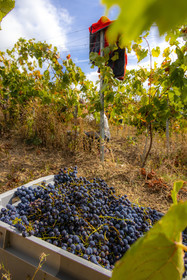 Domaine du Mont Guillaume