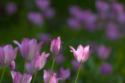Tulipe de Guillestre, Tulipa platystigma