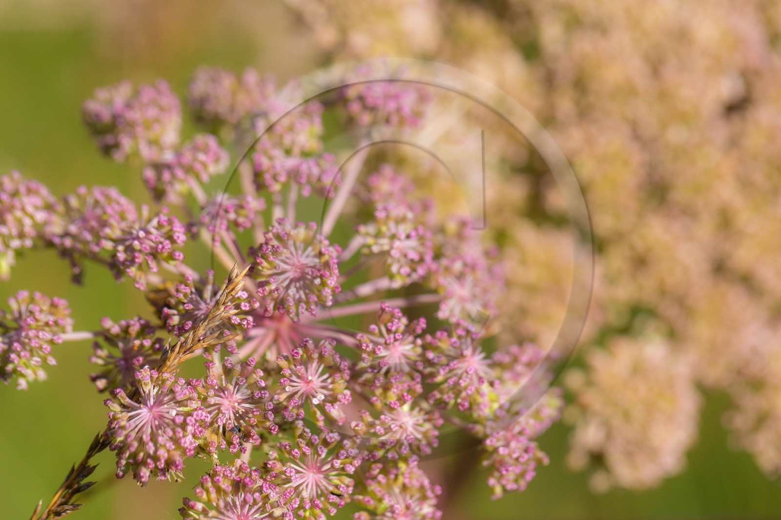 ENS de l'Isère,Tourbières du Peuil