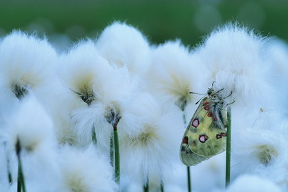 papillon, apollon, parnassius apollo