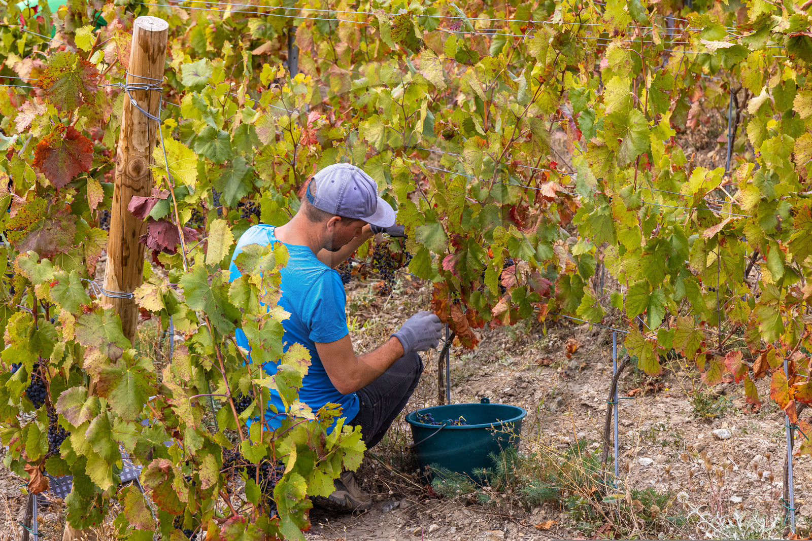 Domaine du Mont Guillaume