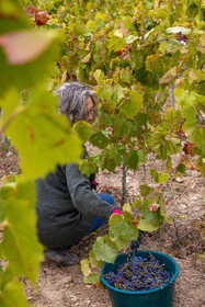 Domaine du Mont Guillaume