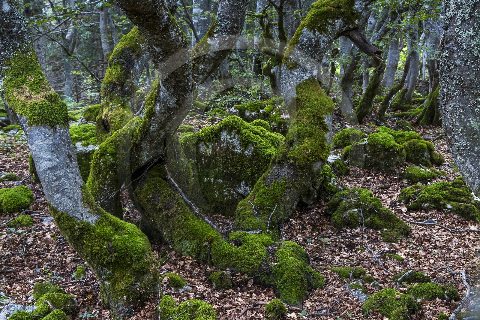 ENS de l'Isère, Plateau de la Molière et du Sornin