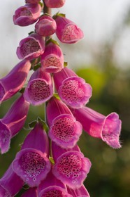 Digitale pourpre, Digitalis purpurea