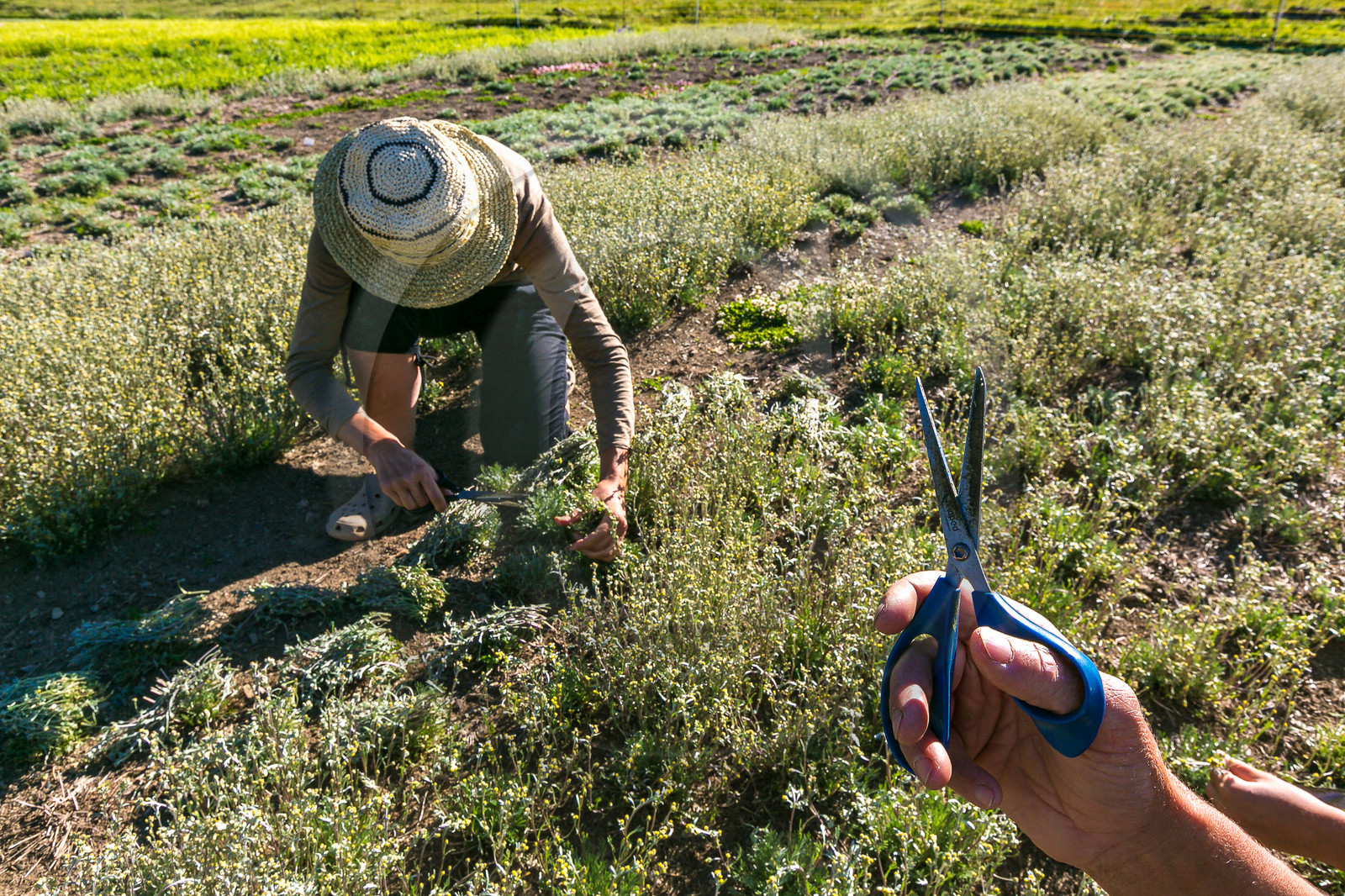 Bruno Gonnon, cultivateur de génépi bio