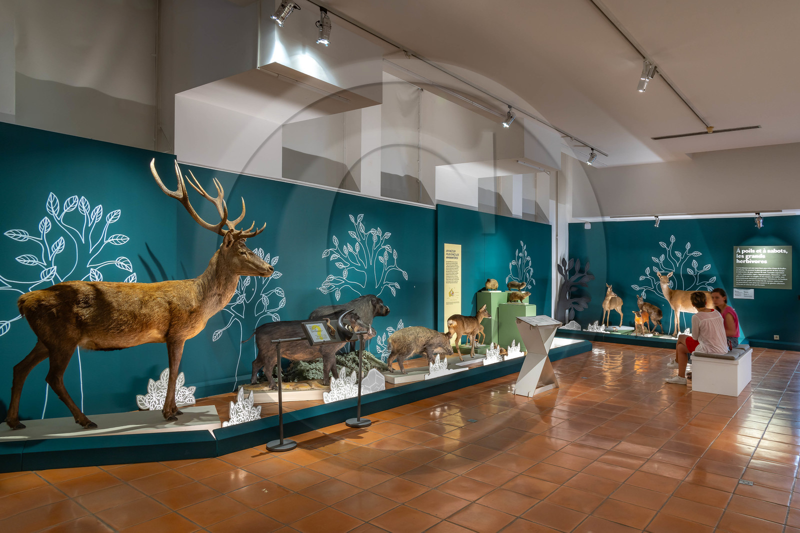 Musée Muséum départemental des Hautes-Alpes, Exposition Nuit