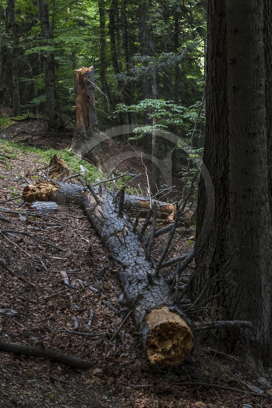 Bois du Chapitre, forêt domaniale de Gap-Chaudun